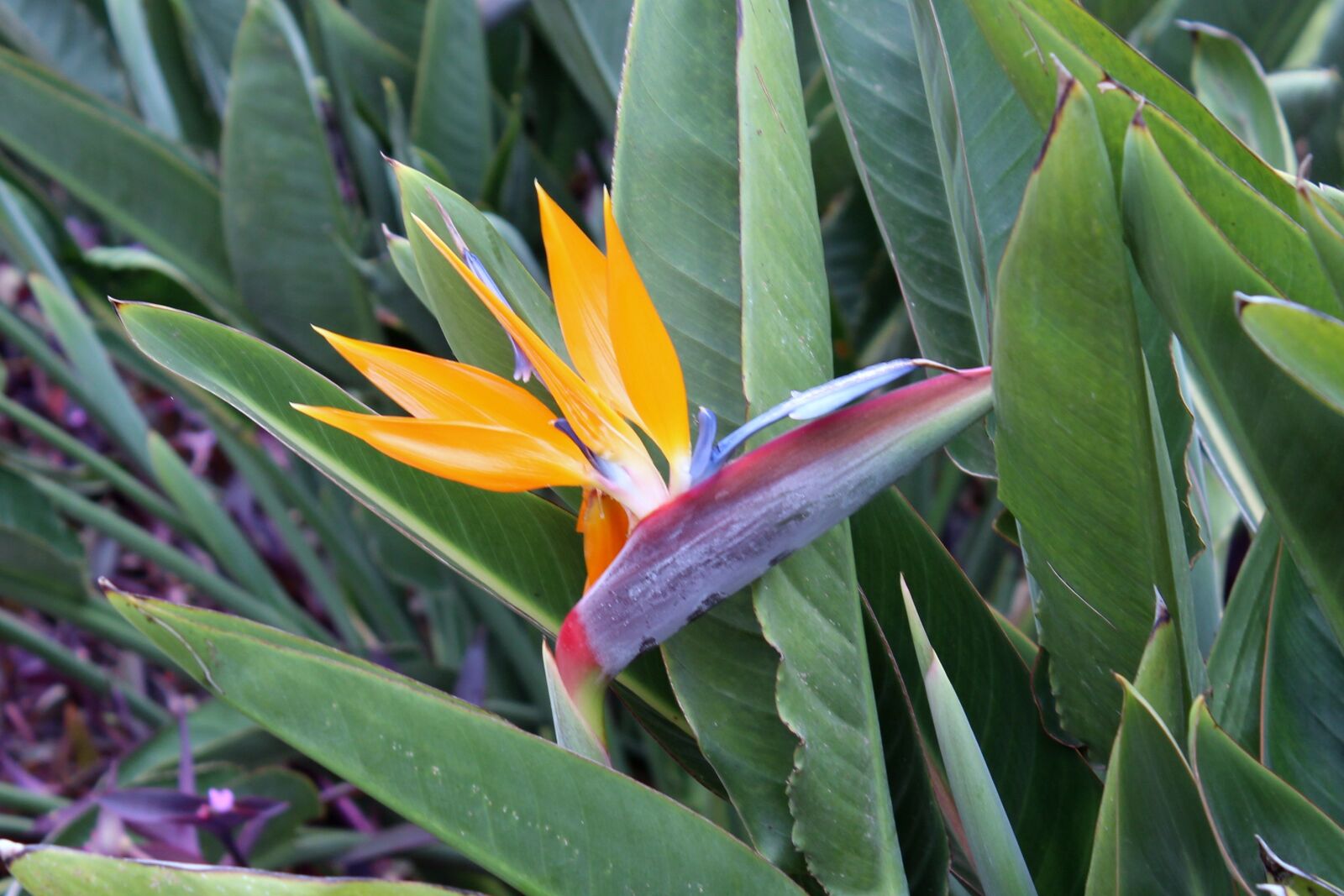 Canon EOS 650D (EOS Rebel T4i / EOS Kiss X6i) sample photo. Caudata, parrot flower, parrot photography