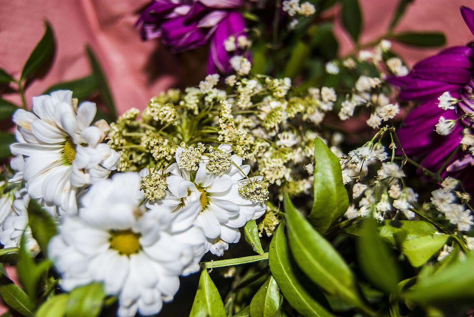 Nikon D40X sample photo. Flowers, nature, spring photography