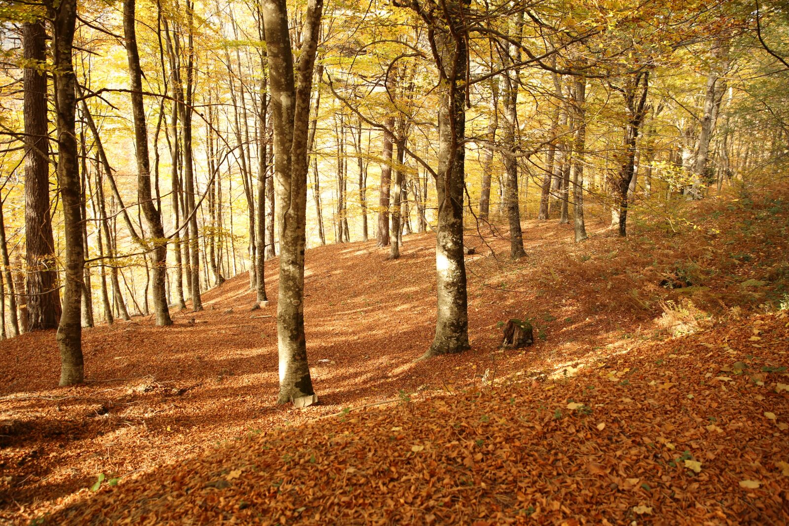 Canon EF 24-70mm F2.8L II USM sample photo. Autumn, leaves, trees photography