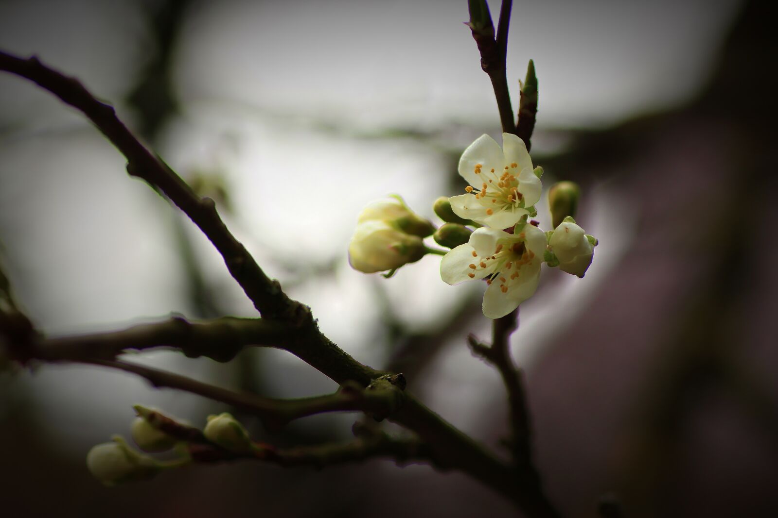 Tamron SP 90mm F2.8 Di VC USD 1:1 Macro sample photo. Fruit tree blossoming, plum photography