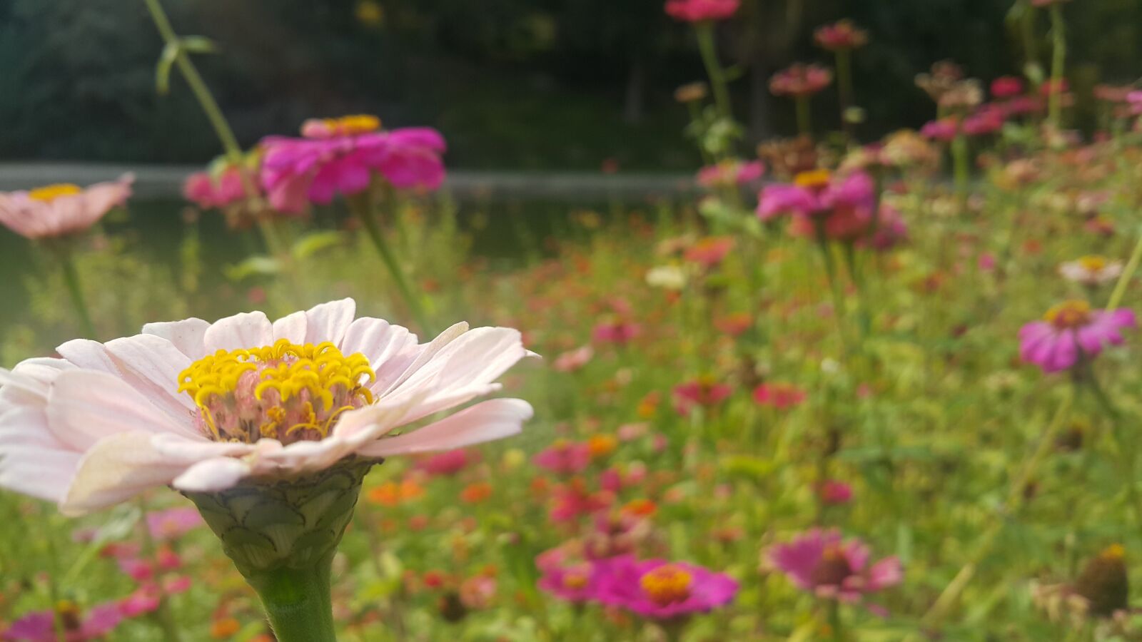 Samsung Galaxy Note4 sample photo. Flowers garden, iran, tehran photography
