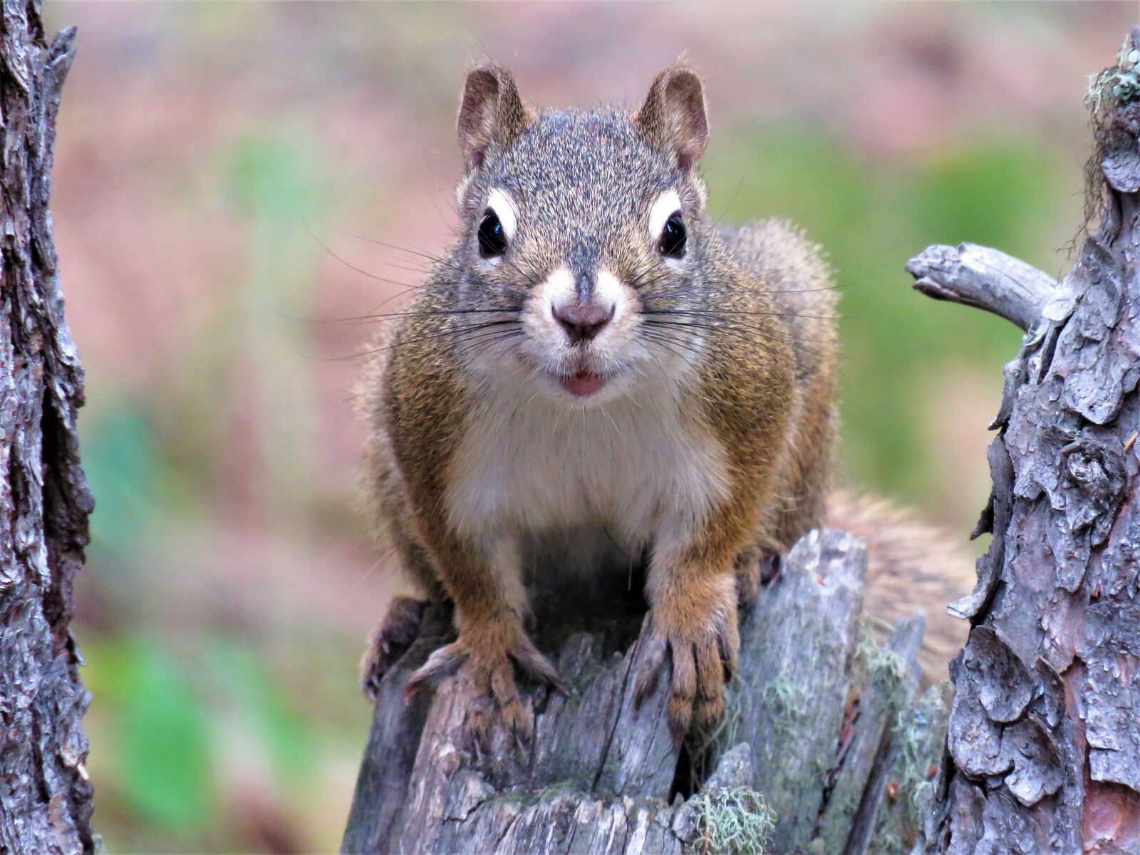 Canon PowerShot SX60 HS sample photo. Squirrel, tree, rodent photography