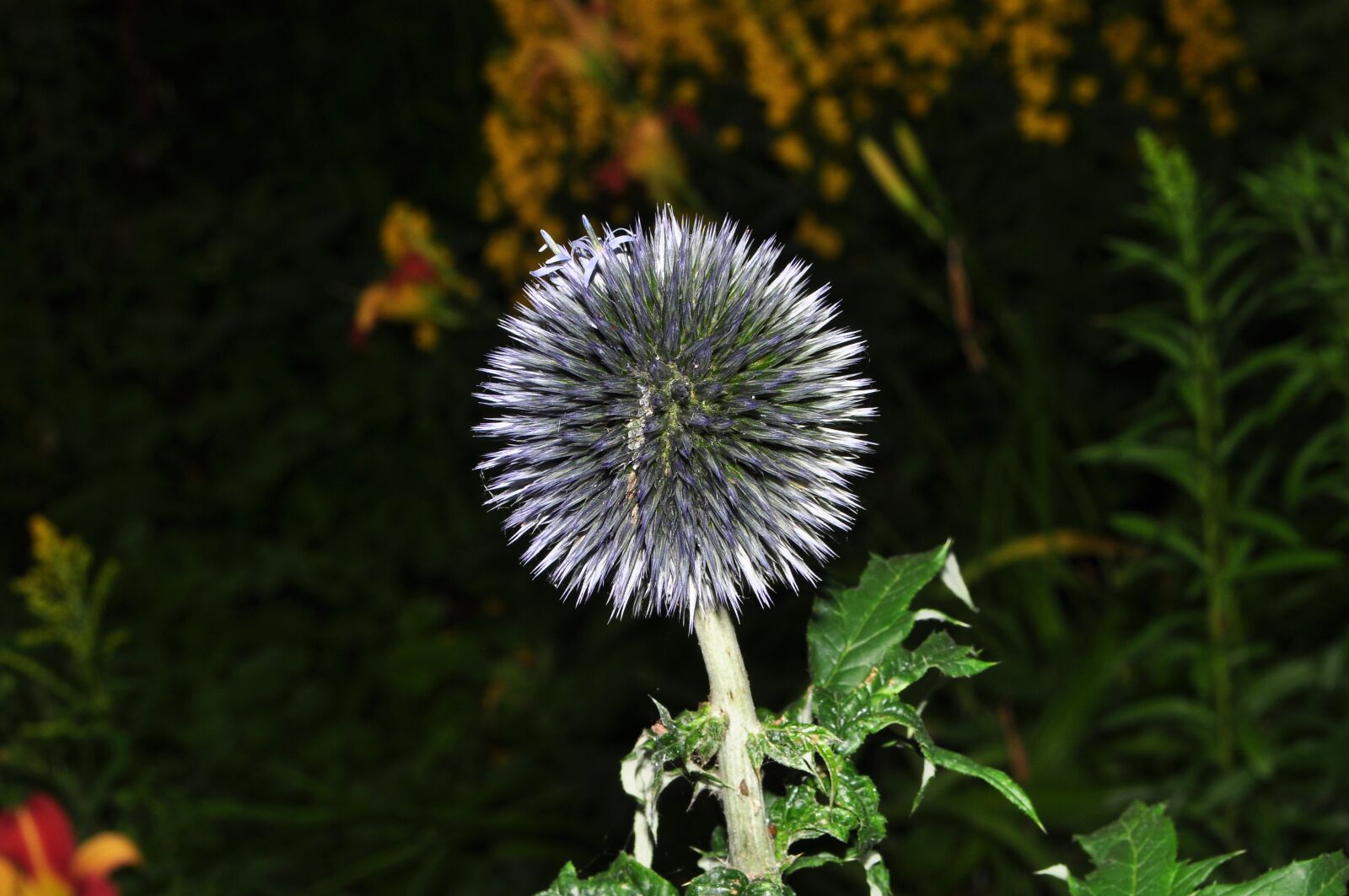 Nikon D90 sample photo. Flower, peak, blue photography