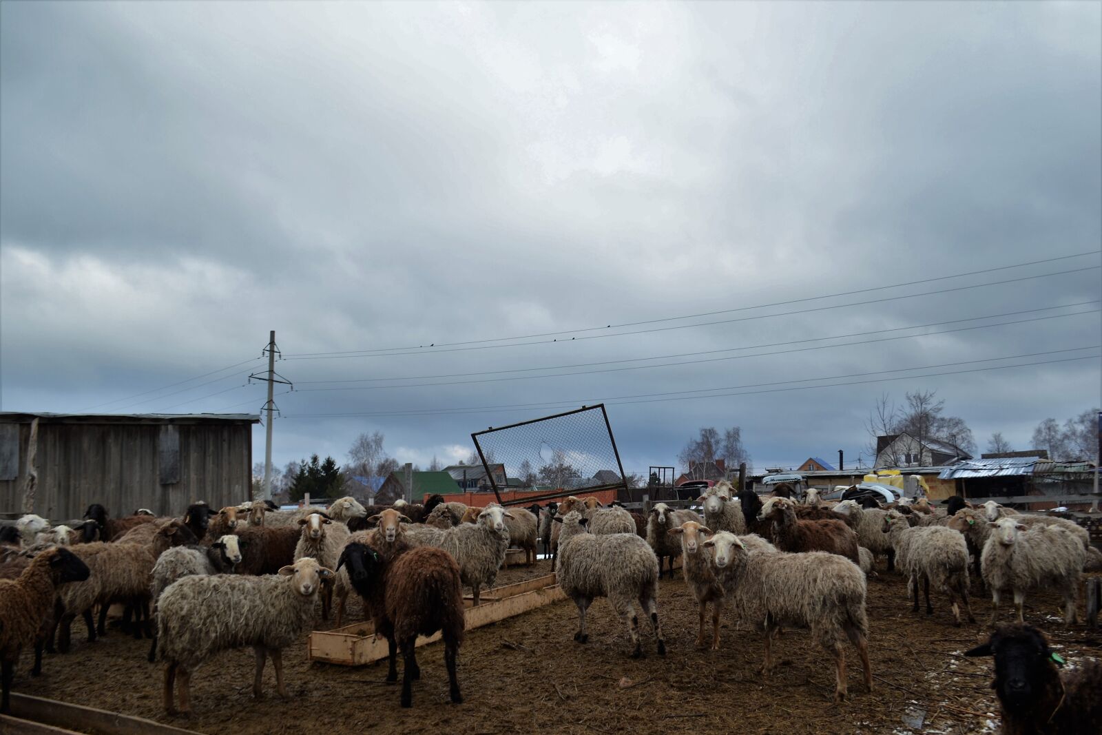 Nikon D3100 sample photo. Sheep, animals, farm photography