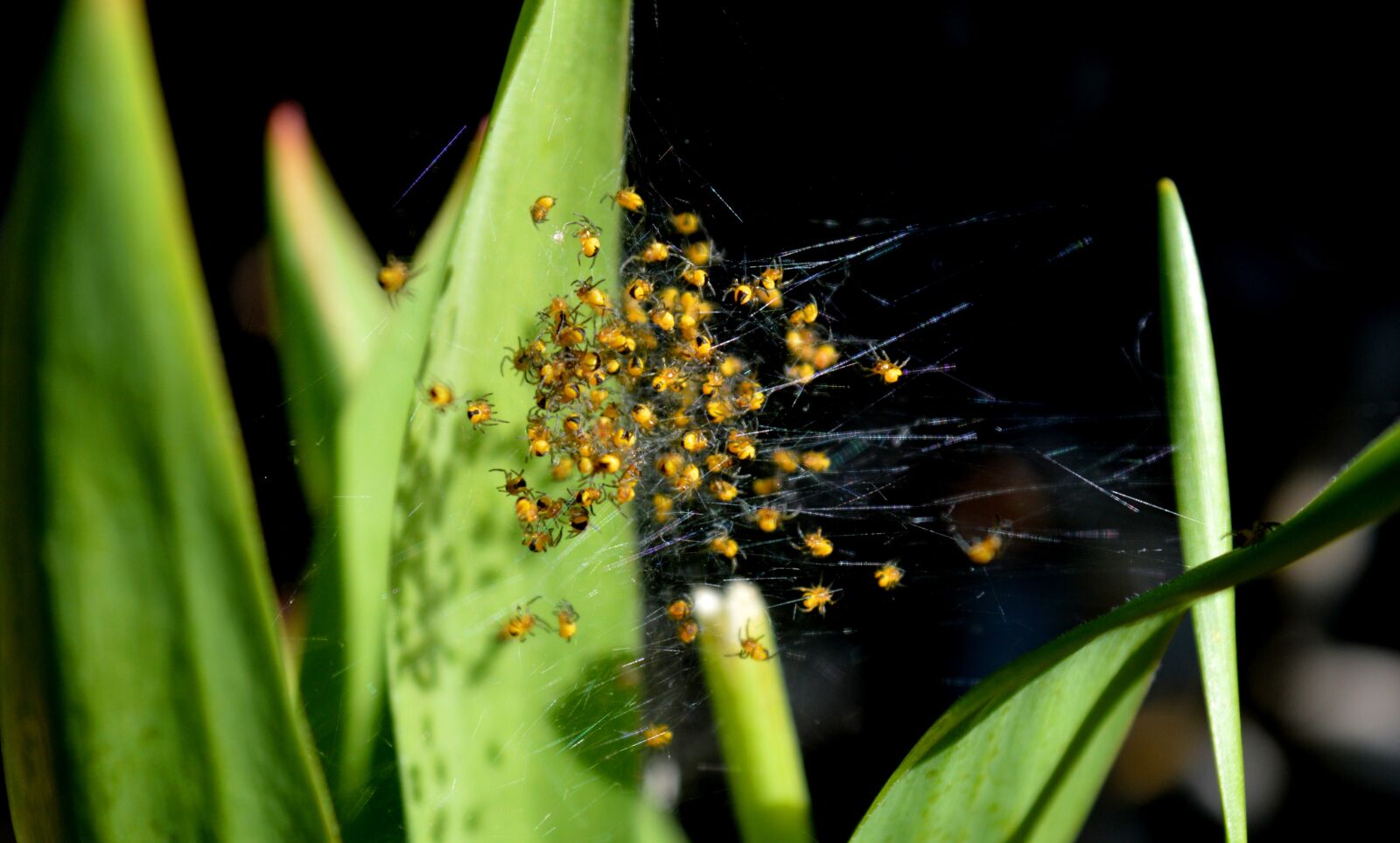 Nikon D3200 sample photo. Spider nest, baby spiders photography