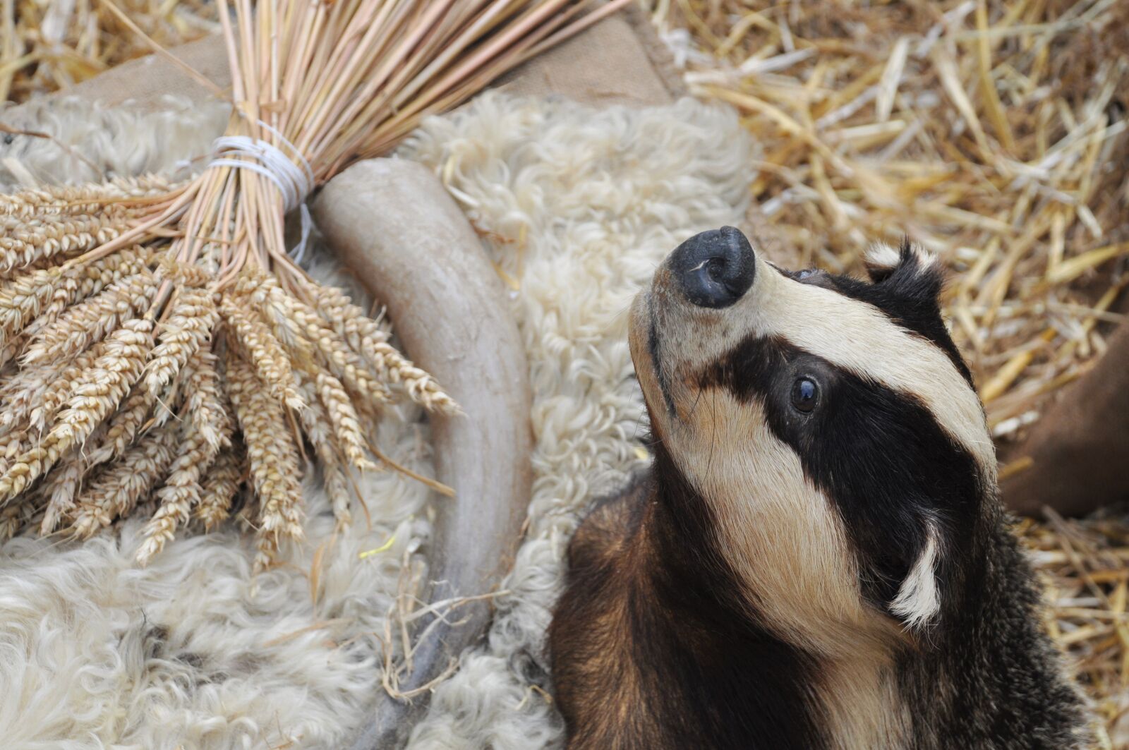 Nikon D90 sample photo. Badger, taxidermy, animal photography