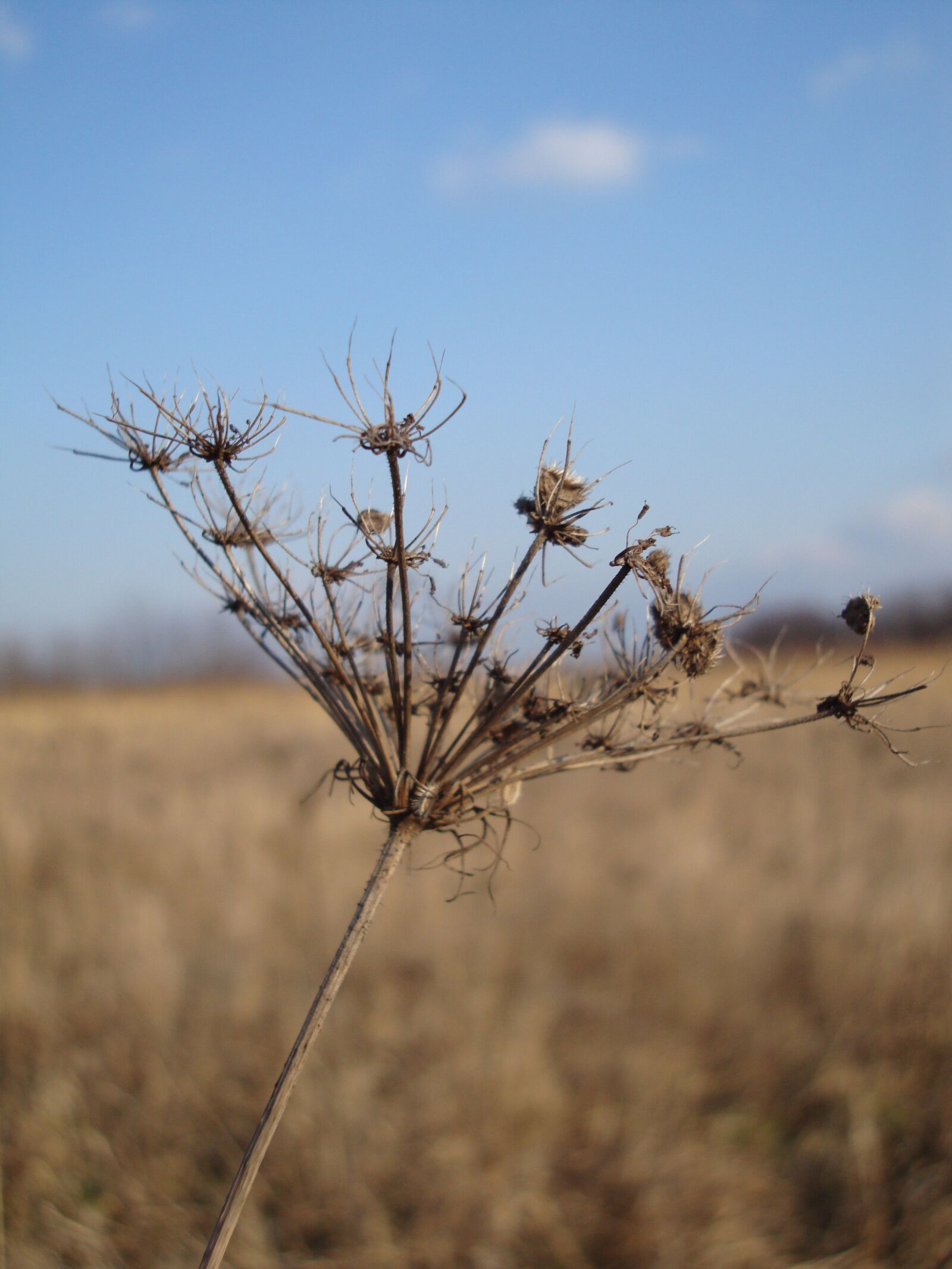 Sony DSC-W210 sample photo. Meadow plant, winter, nature photography