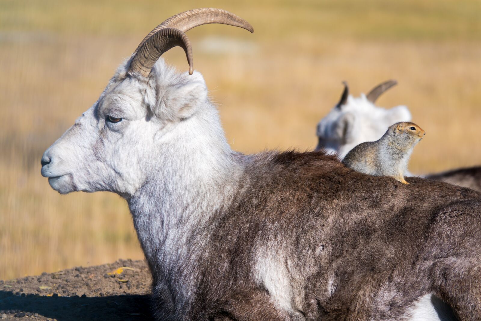 Sony Cyber-shot DSC-RX10 III sample photo. Goat, wildlife, nature photography