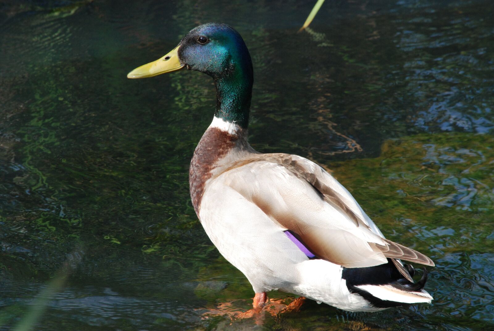 Nikon D80 sample photo. Duck, ganter, water bird photography