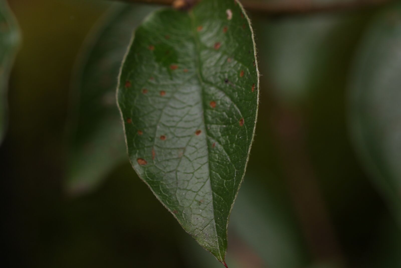 Canon EOS 7D Mark II sample photo. Green leaf, macro, nature photography