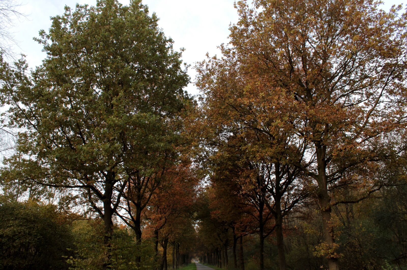 Canon EOS 600D (Rebel EOS T3i / EOS Kiss X5) sample photo. Radical garage sale, forest photography