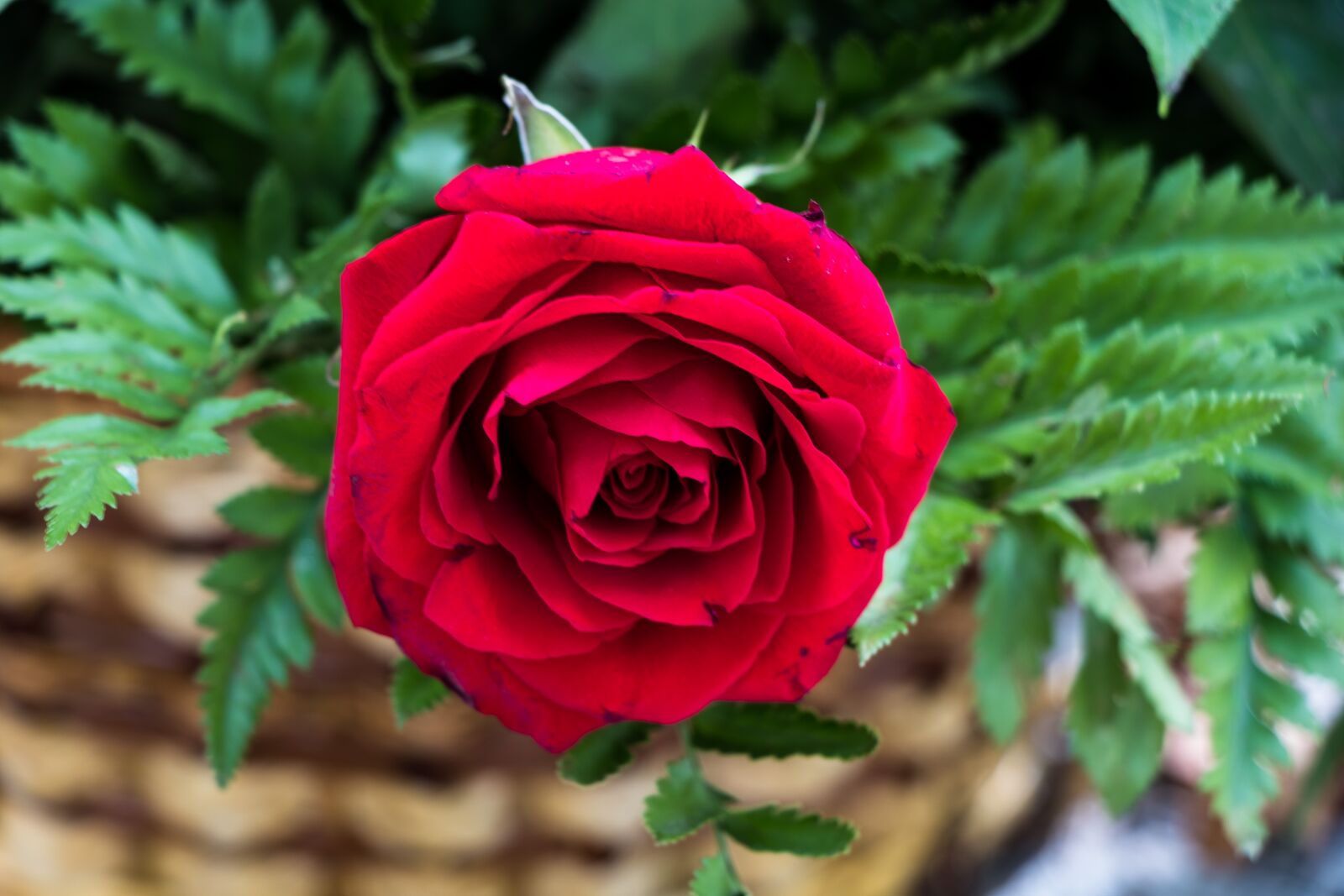 Canon EF-S 18-135mm F3.5-5.6 IS USM sample photo. Rose, flower, petals photography