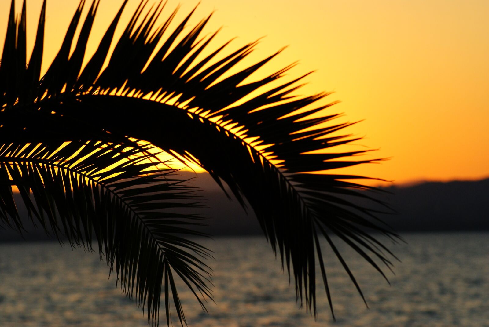 Sony Alpha DSLR-A230 sample photo. Sunset, palm, abendstimmung photography