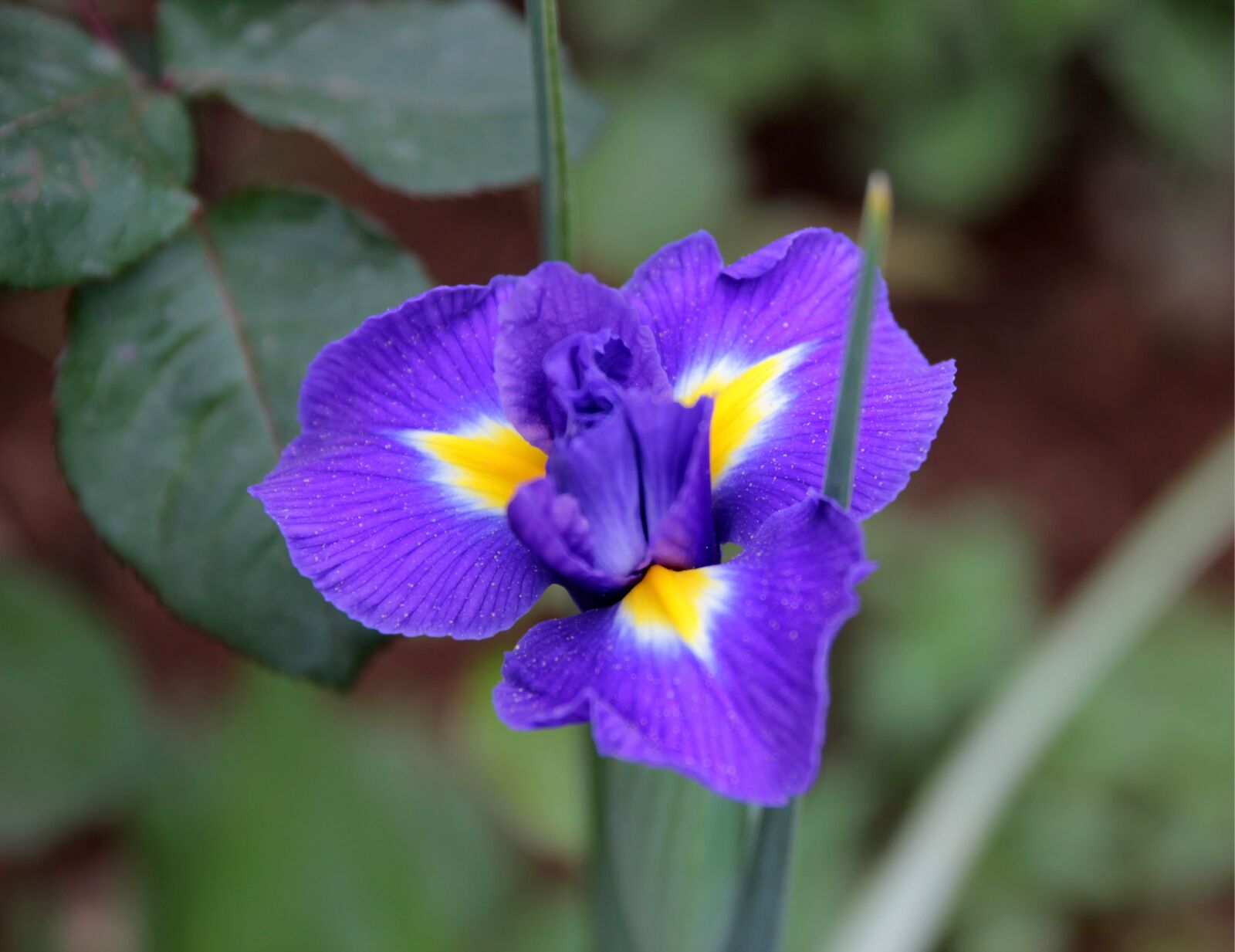 Canon EOS 550D (EOS Rebel T2i / EOS Kiss X4) sample photo. Orris, iris, flower photography
