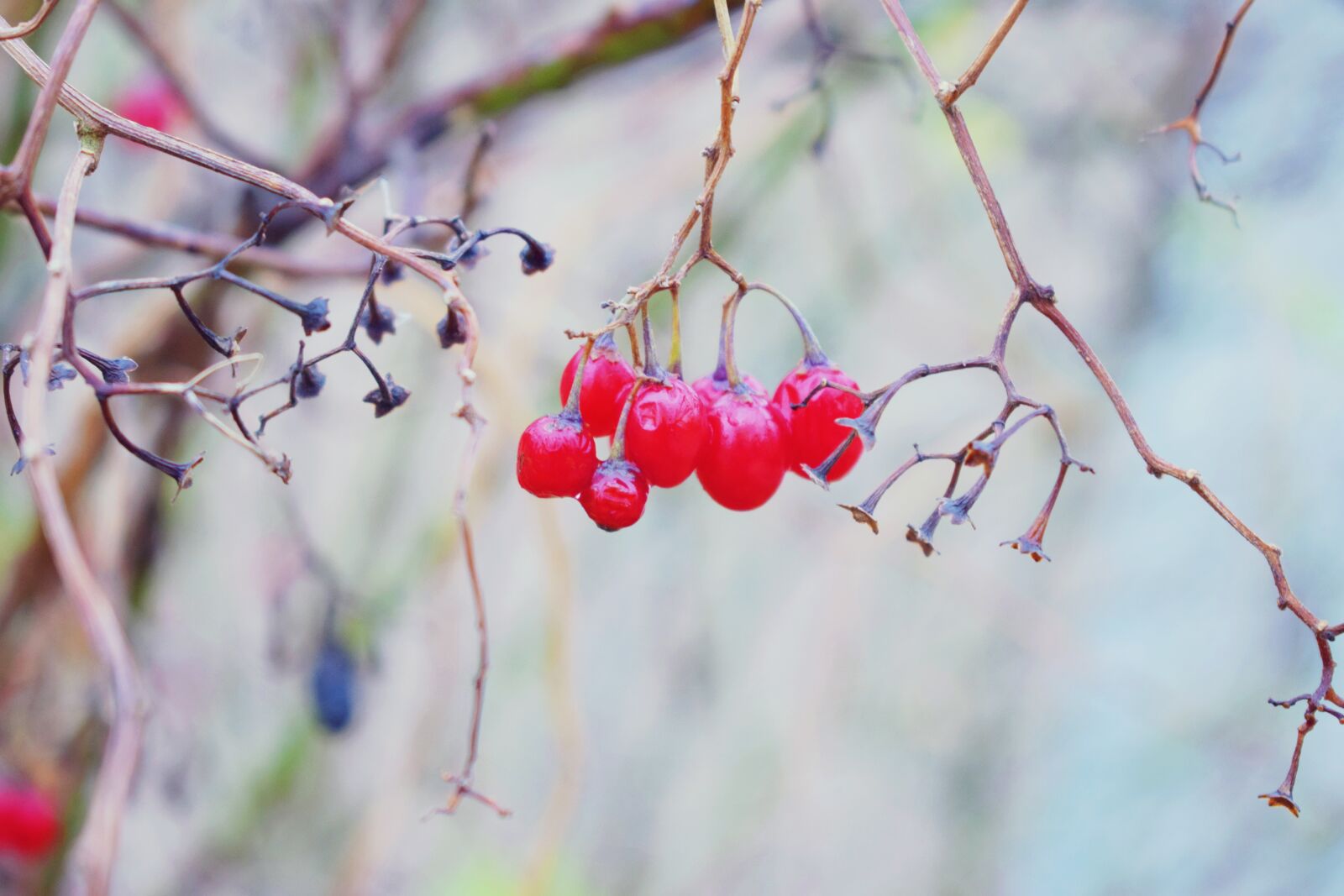 Nikon D3300 sample photo. Nature, town, tree photography