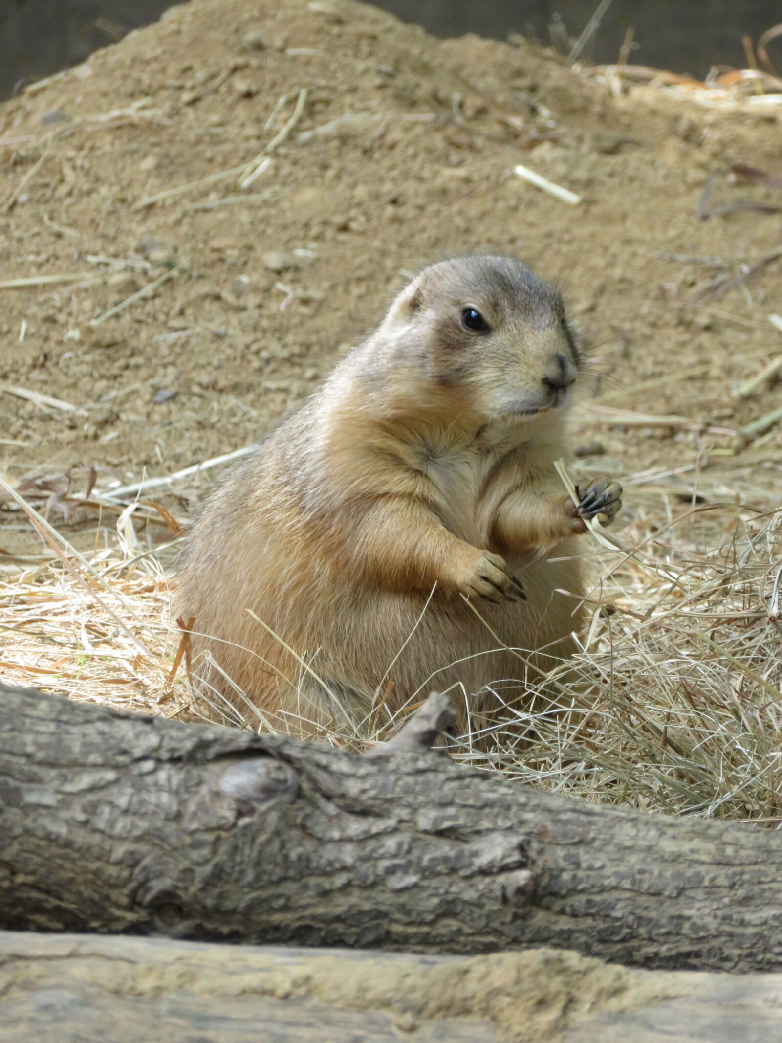 Canon PowerShot SX720 HS sample photo. Prairie dog, rodent, nature photography