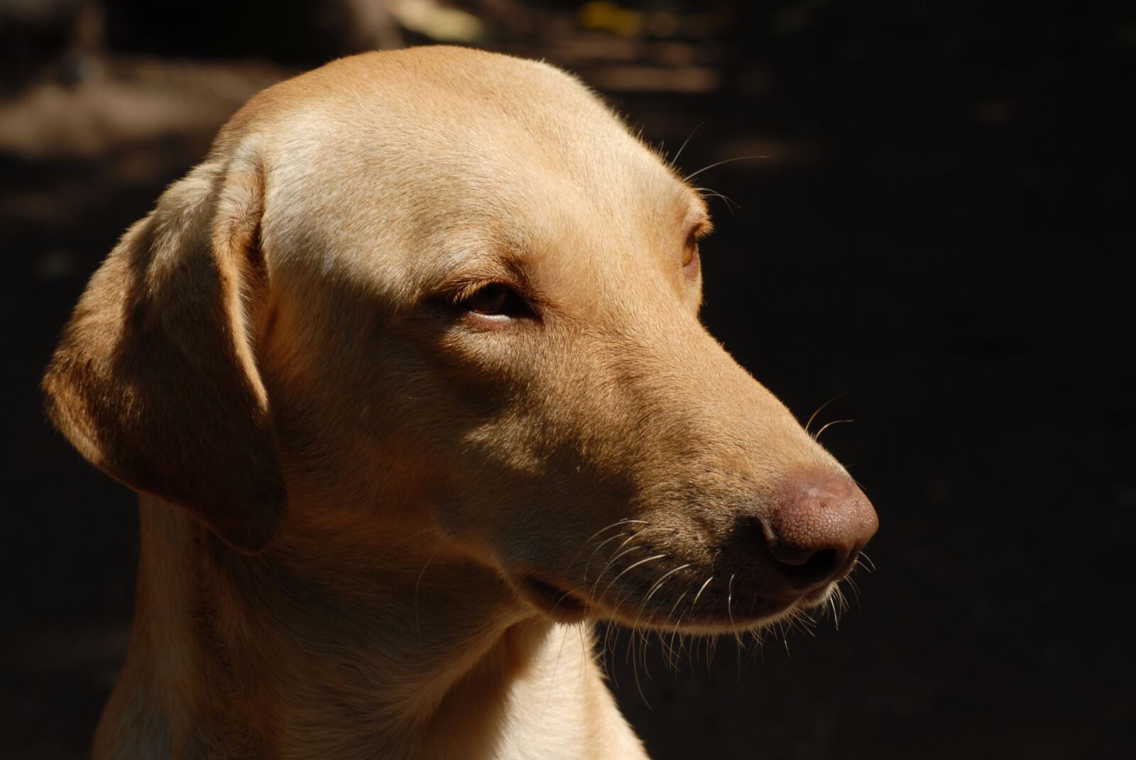 Nikon D200 sample photo. Dog regional, pet, animal photography