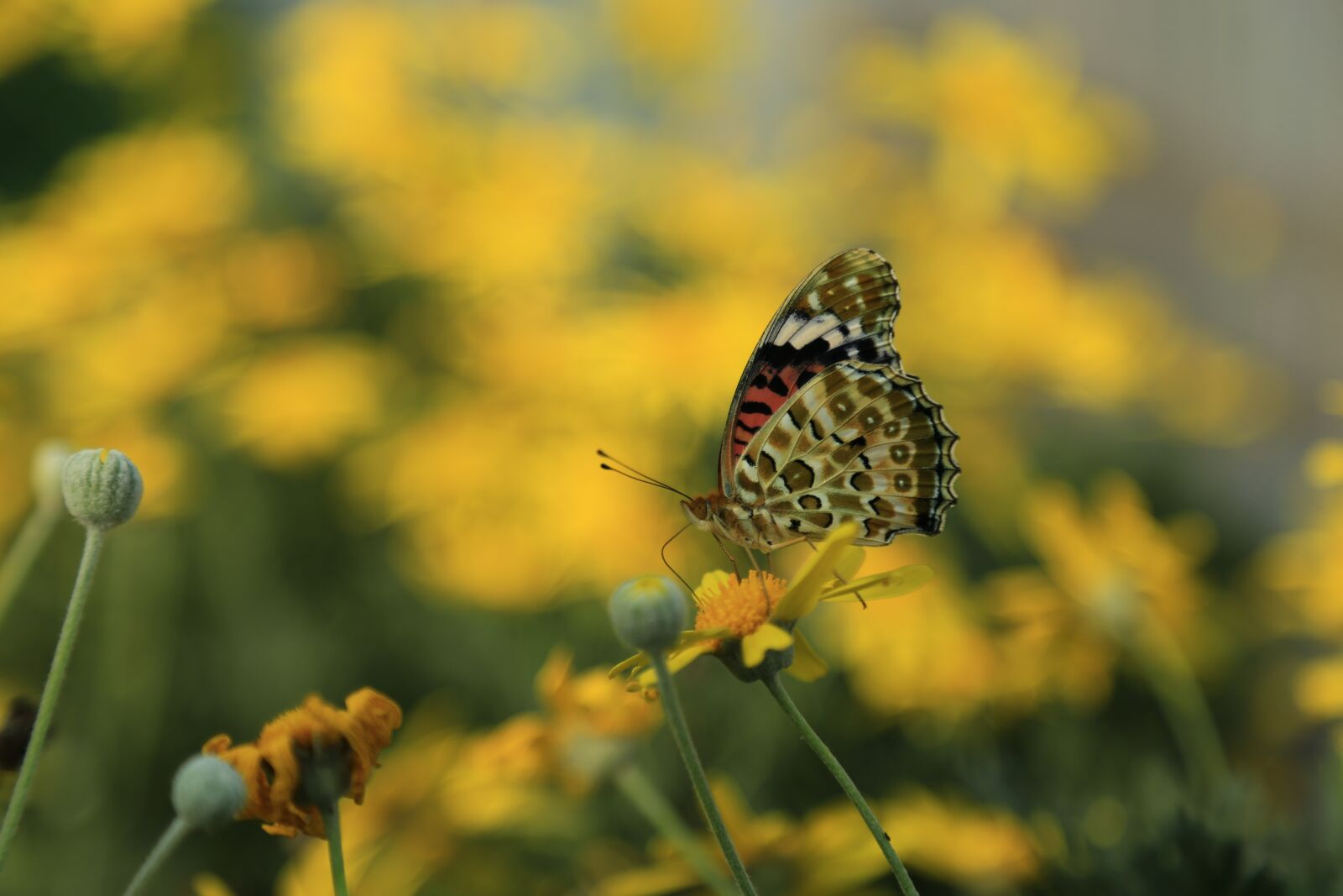 Canon EOS 6D + Canon EF 24-105mm F4L IS USM sample photo. Flowers, wildflower, plants photography