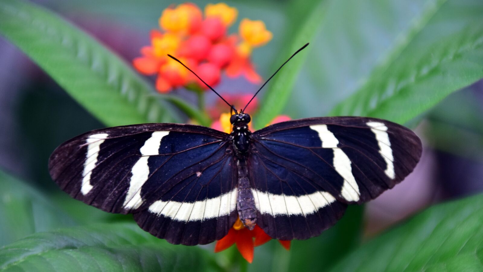 Nikon D3300 sample photo. Philaethria dido, butterfly, exotic photography