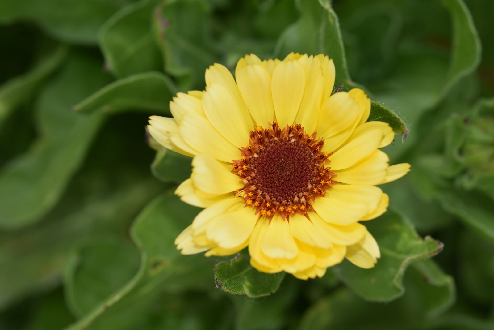Nikon D5600 sample photo. Flower, yellow flower, plant photography