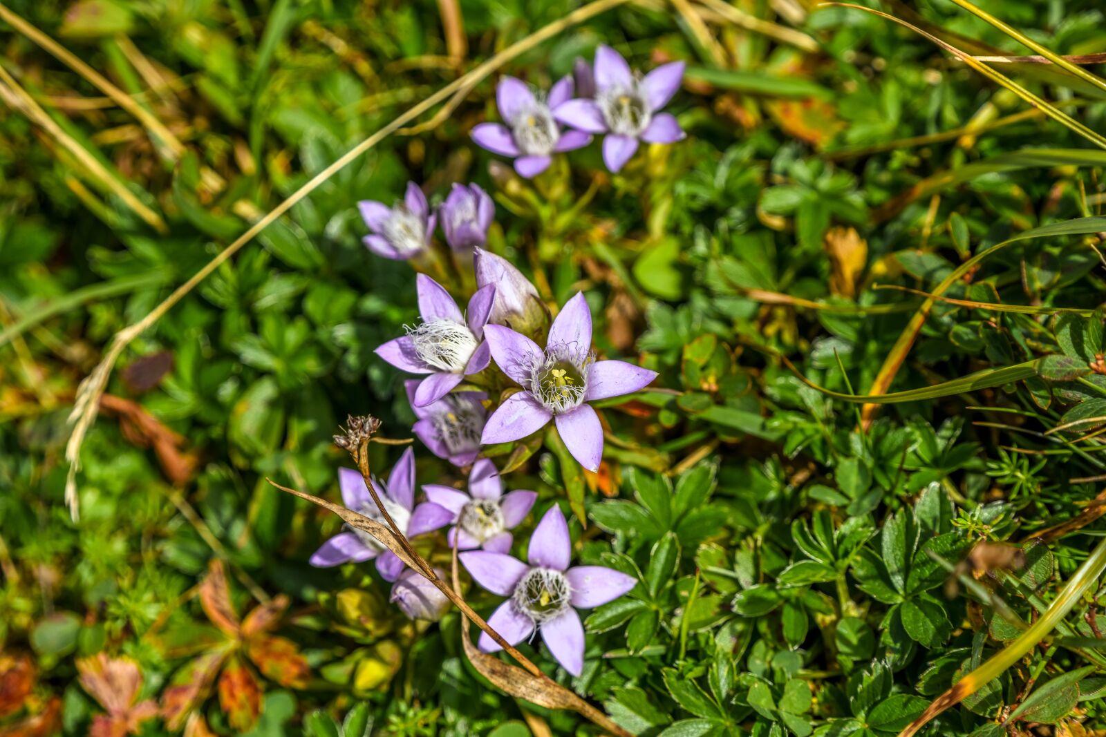 Tamron 28-300mm F3.5-6.3 Di VC PZD sample photo. Mountain flower, vegetation, fauna photography