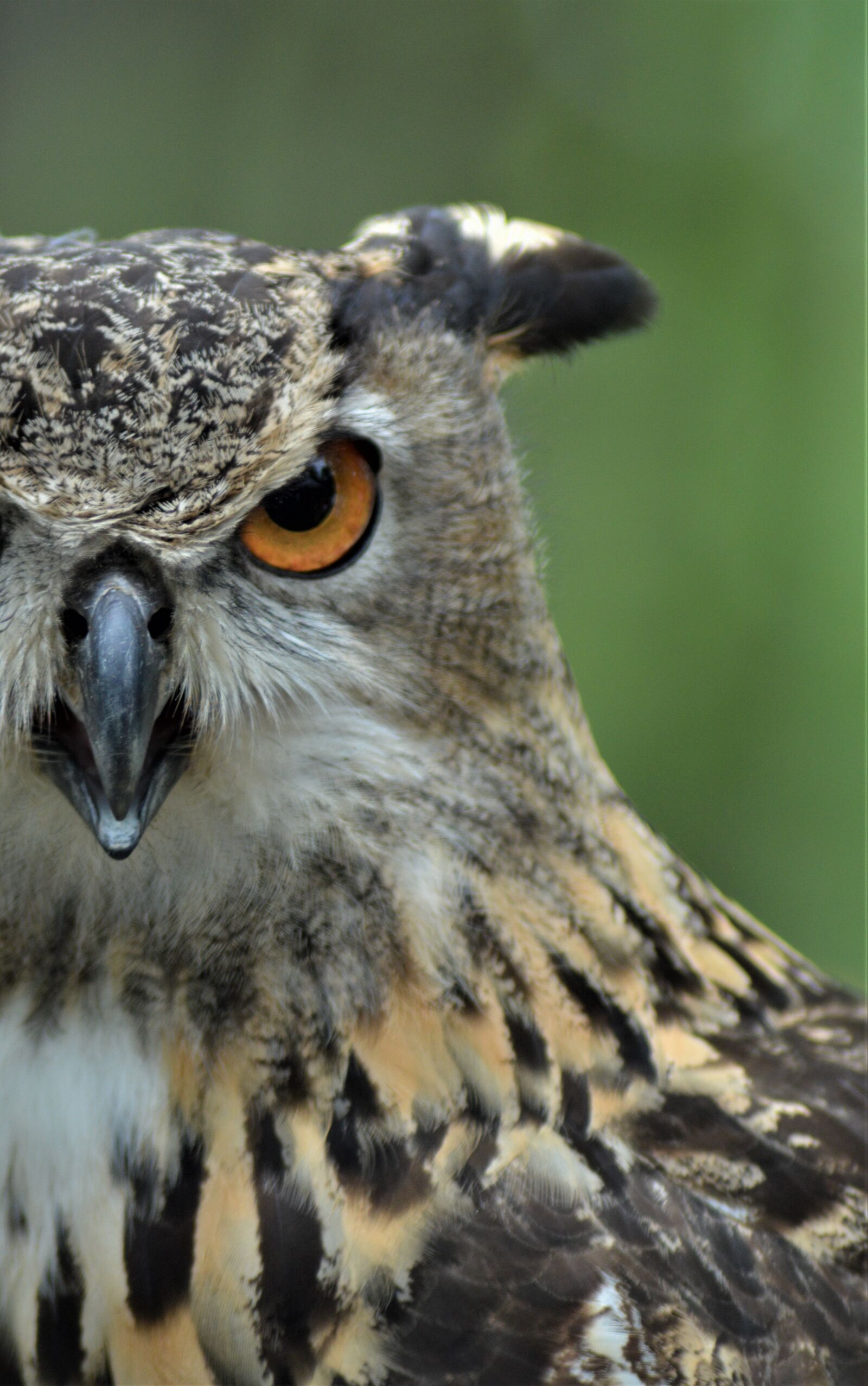 Nikon D3200 sample photo. Owl, great horned owl photography