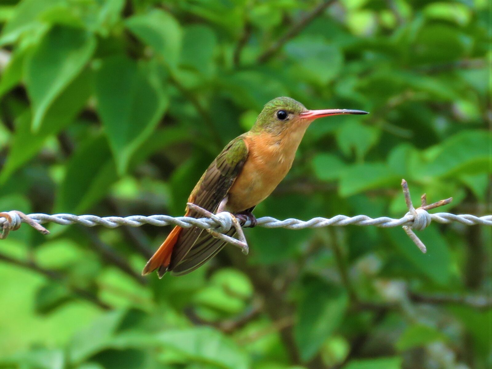 Canon PowerShot SX60 HS sample photo. Hummingbird, bird, perched on photography