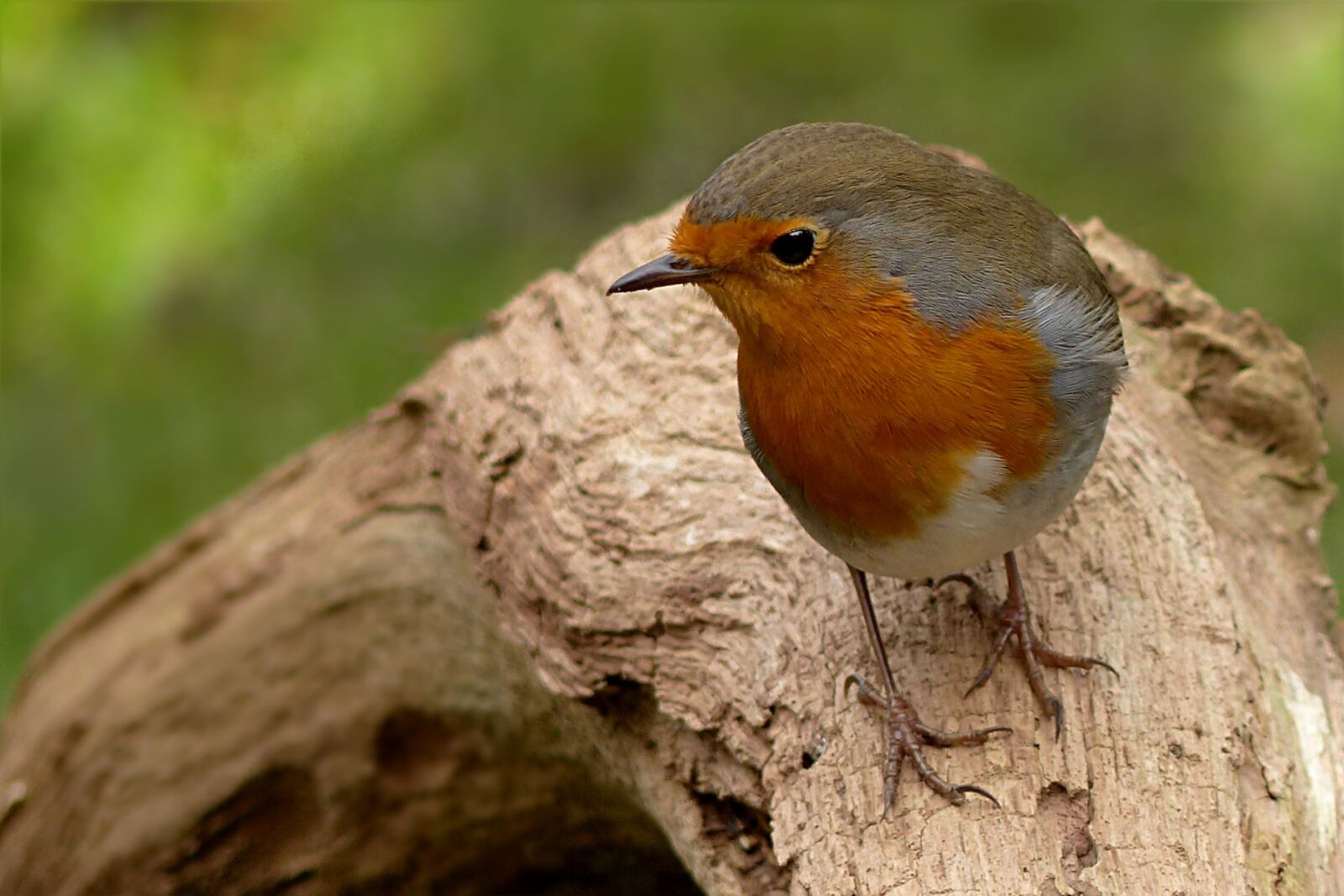 Panasonic Lumix DMC-FZ200 sample photo. Robin, erithacus rubecula, bird photography