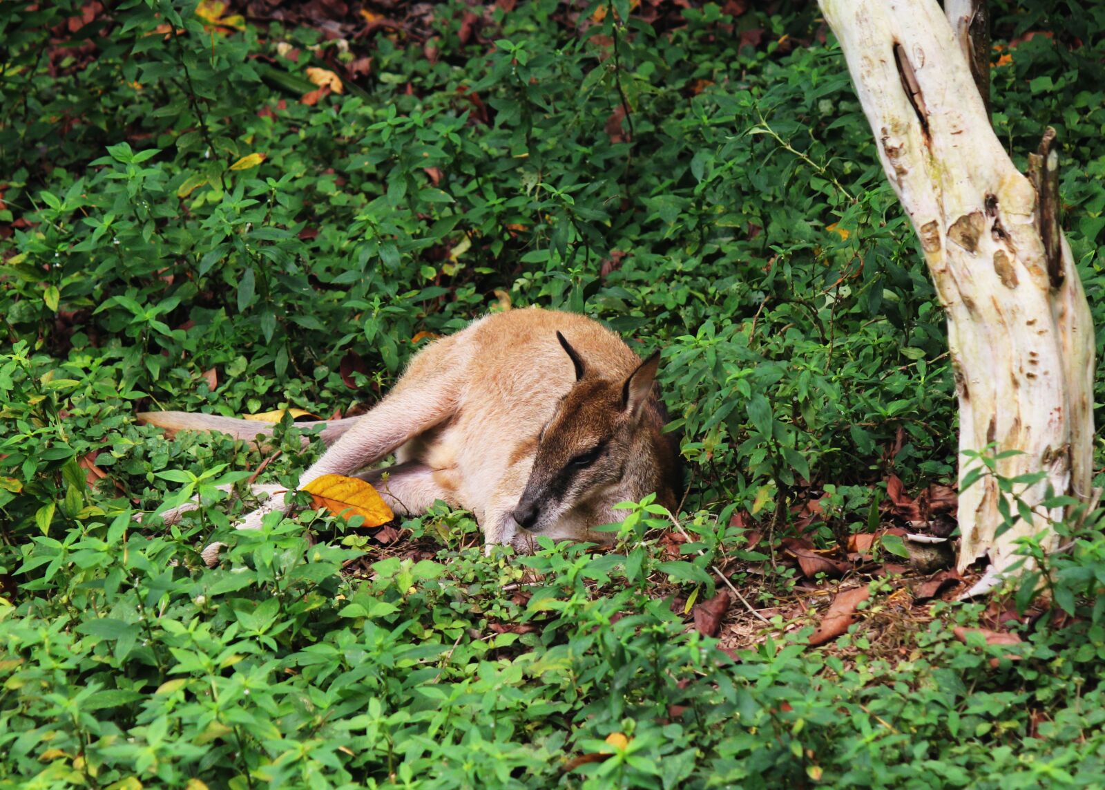 Canon EOS 550D (EOS Rebel T2i / EOS Kiss X4) sample photo. Kangaroo, animal, zoo photography