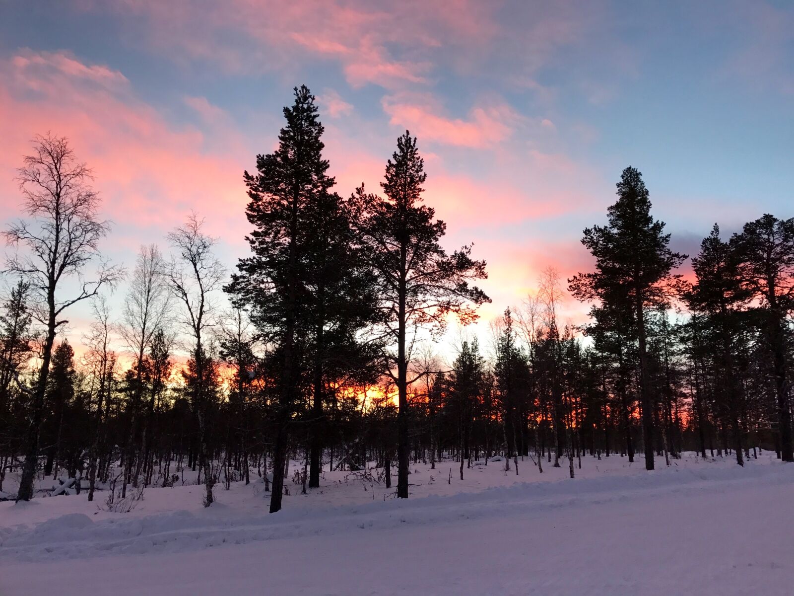Apple iPhone 7 Plus sample photo. Finland, trees, winter photography