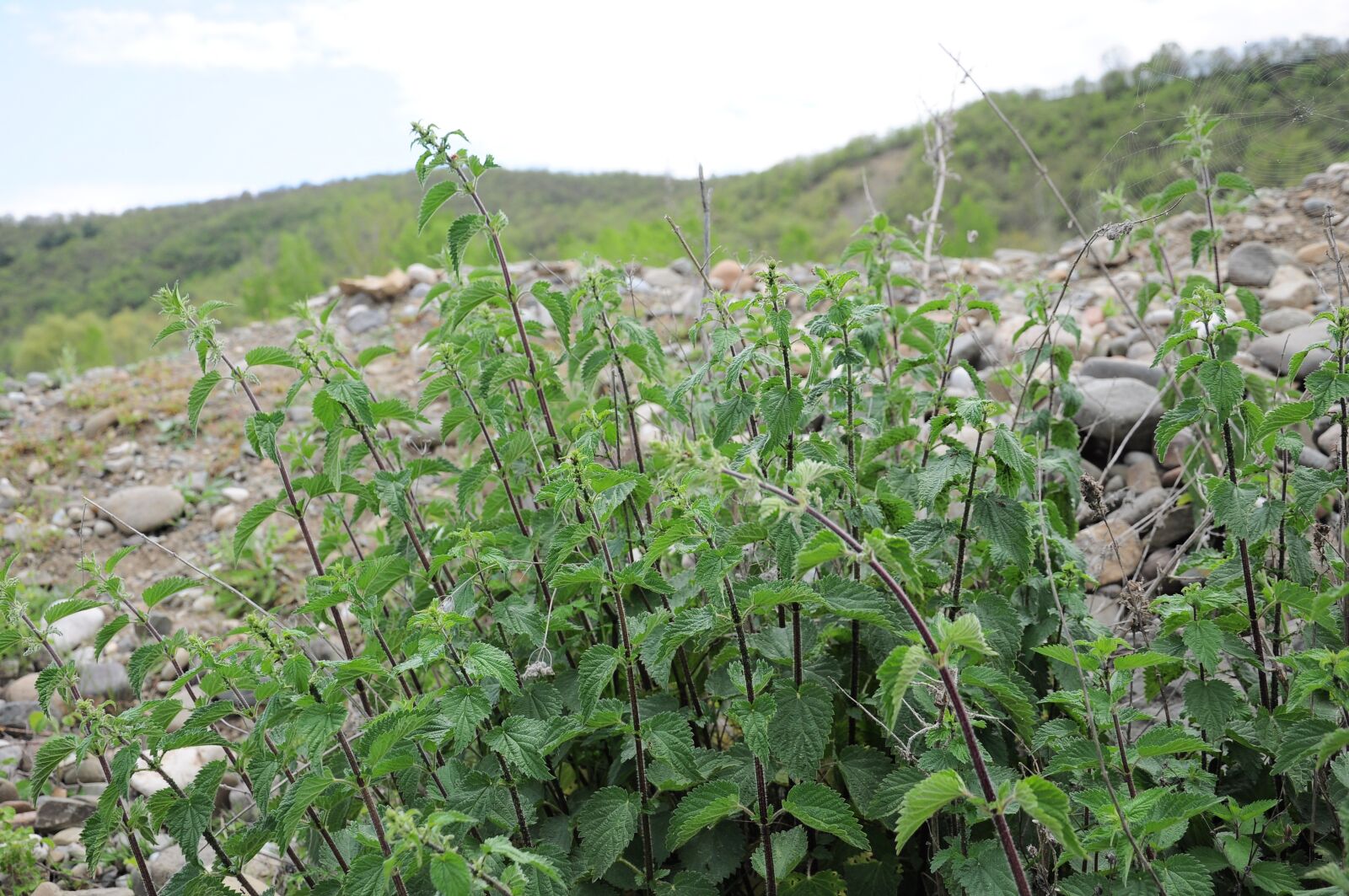 Nikon D90 sample photo. Nettle, nettle official, nettle photography