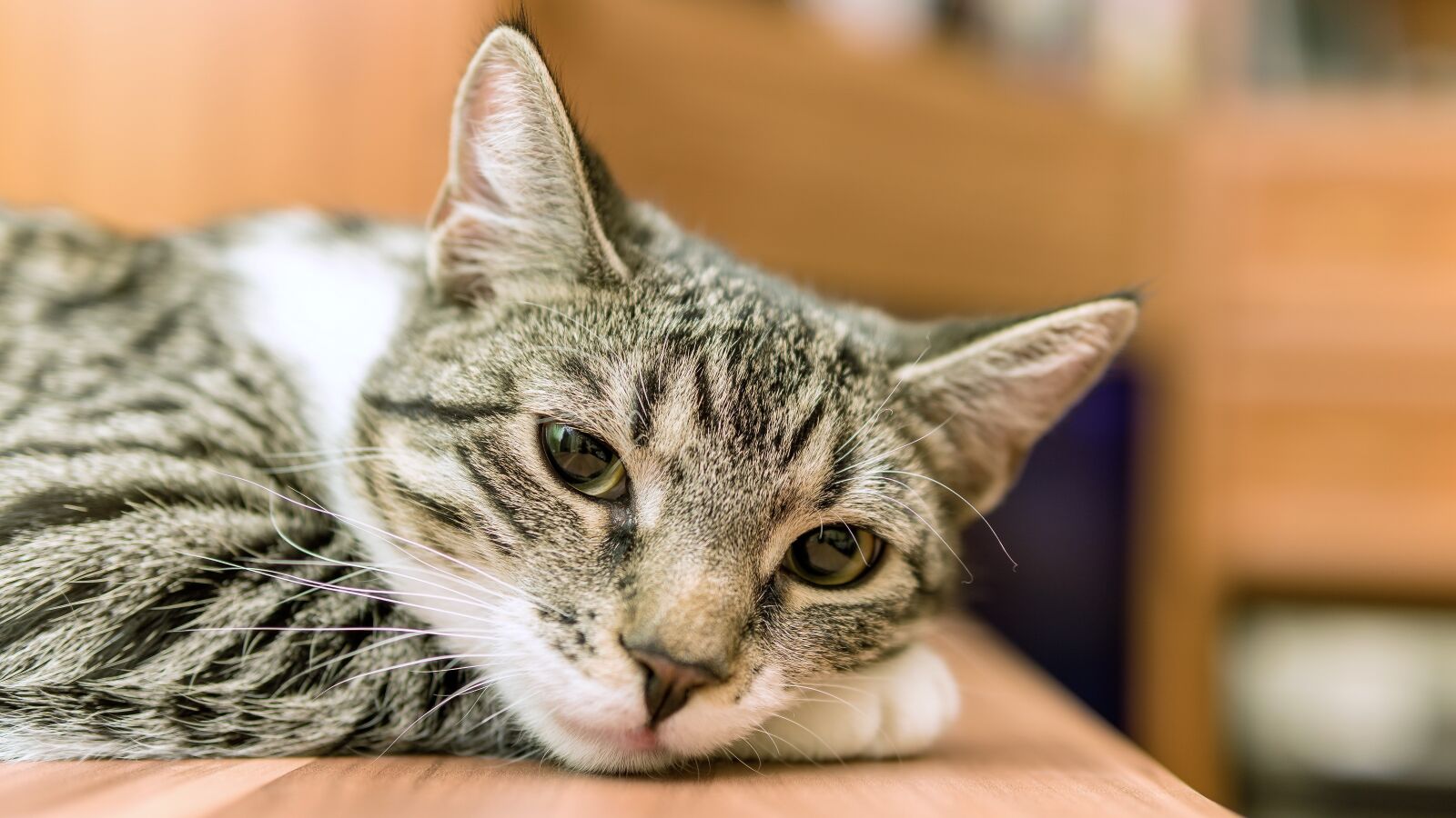 30mm F1.4 DC DN | Contemporary 016 sample photo. Cat, small, lying photography