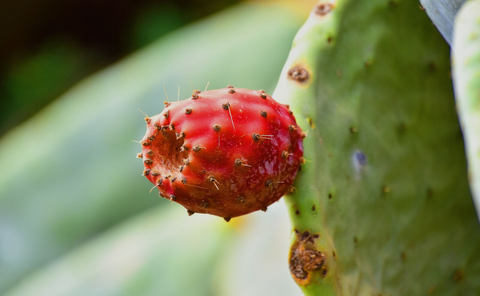 Nikon D7200 sample photo. Plants, cactus, vegetable photography