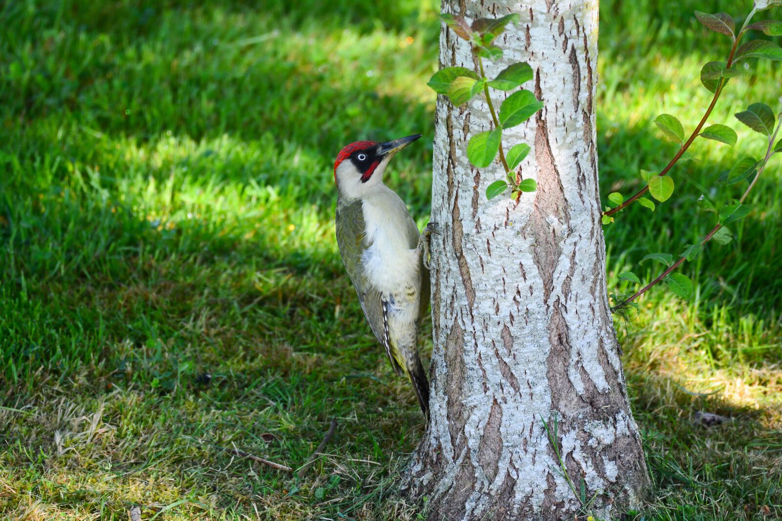 Nikon D7100 sample photo. Green woodpecker, bird, nature photography