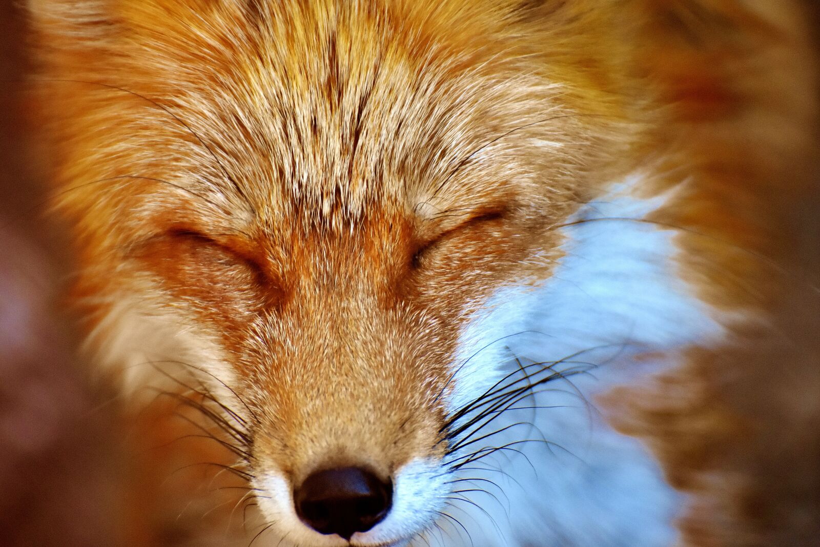 Nikon D7200 sample photo. Fuchs, animal world, wild photography