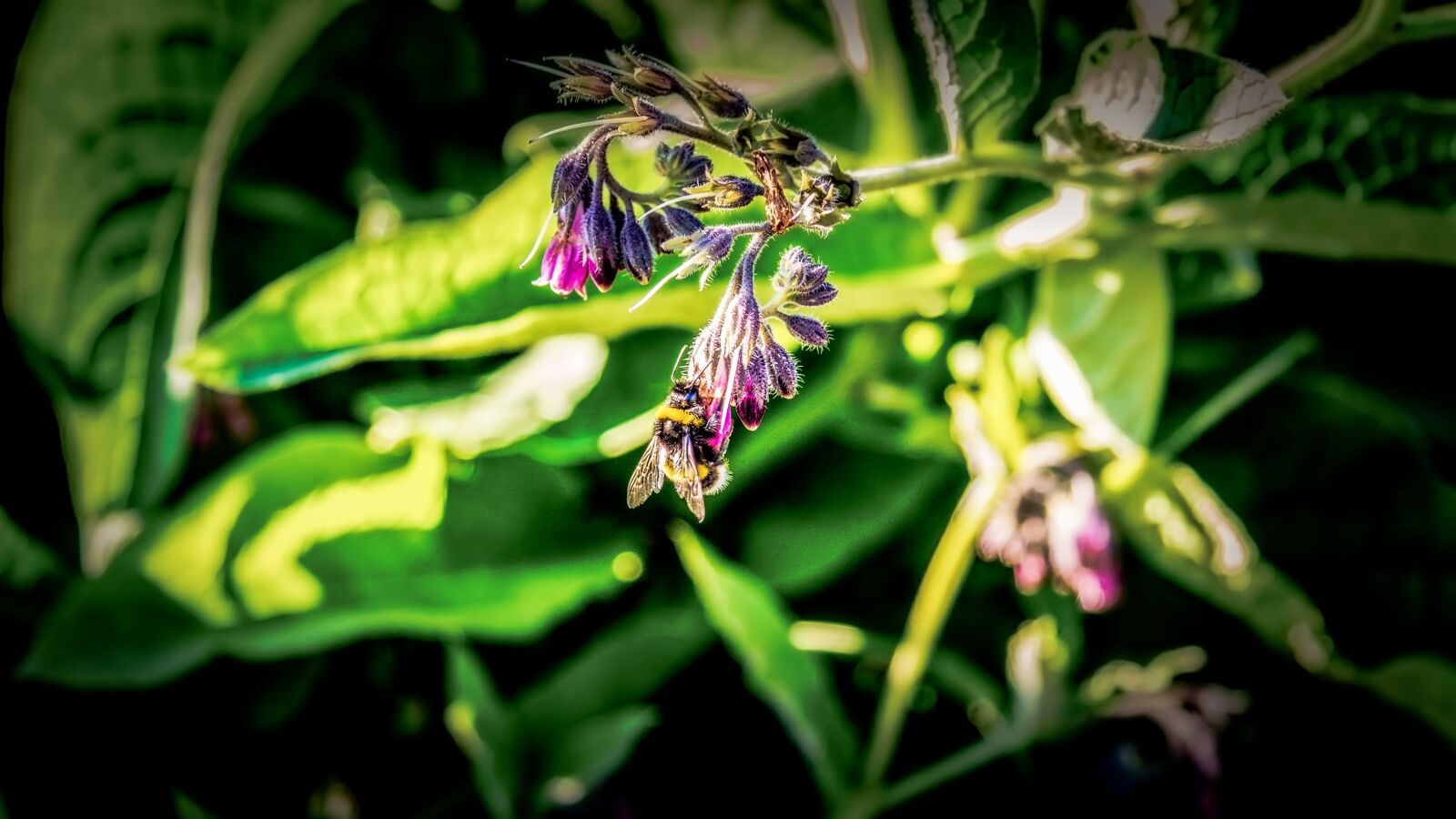 Canon EOS 100D (EOS Rebel SL1 / EOS Kiss X7) sample photo. Bee, flower, garden photography