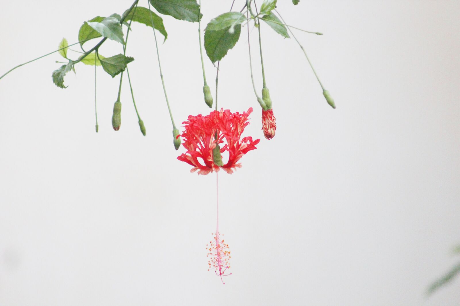 Canon EF75-300mm f/4-5.6 sample photo. Flower, nature, beauty photography