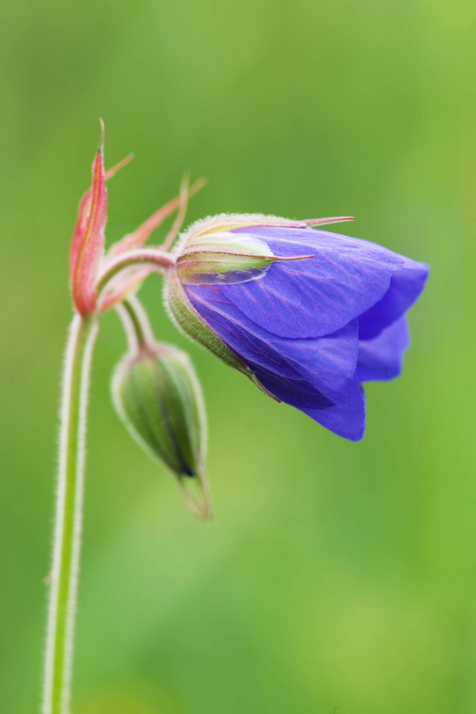 Nikon D3X sample photo. Purple, flower photography