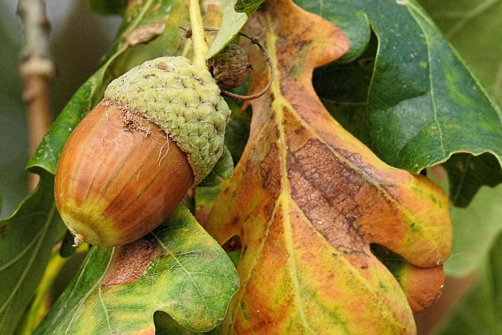 Nikon Coolpix P900 sample photo. Autumn, acorn, leaves photography