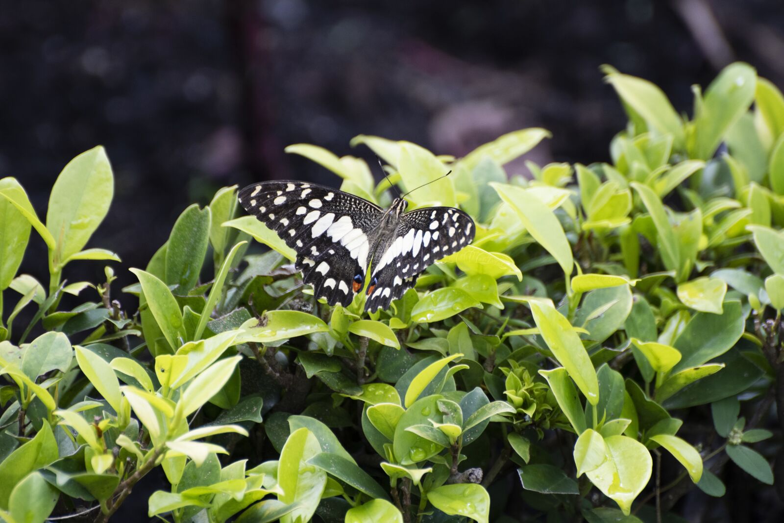 Nikon D7500 sample photo. Butterfly, lepidoptera, foliage photography