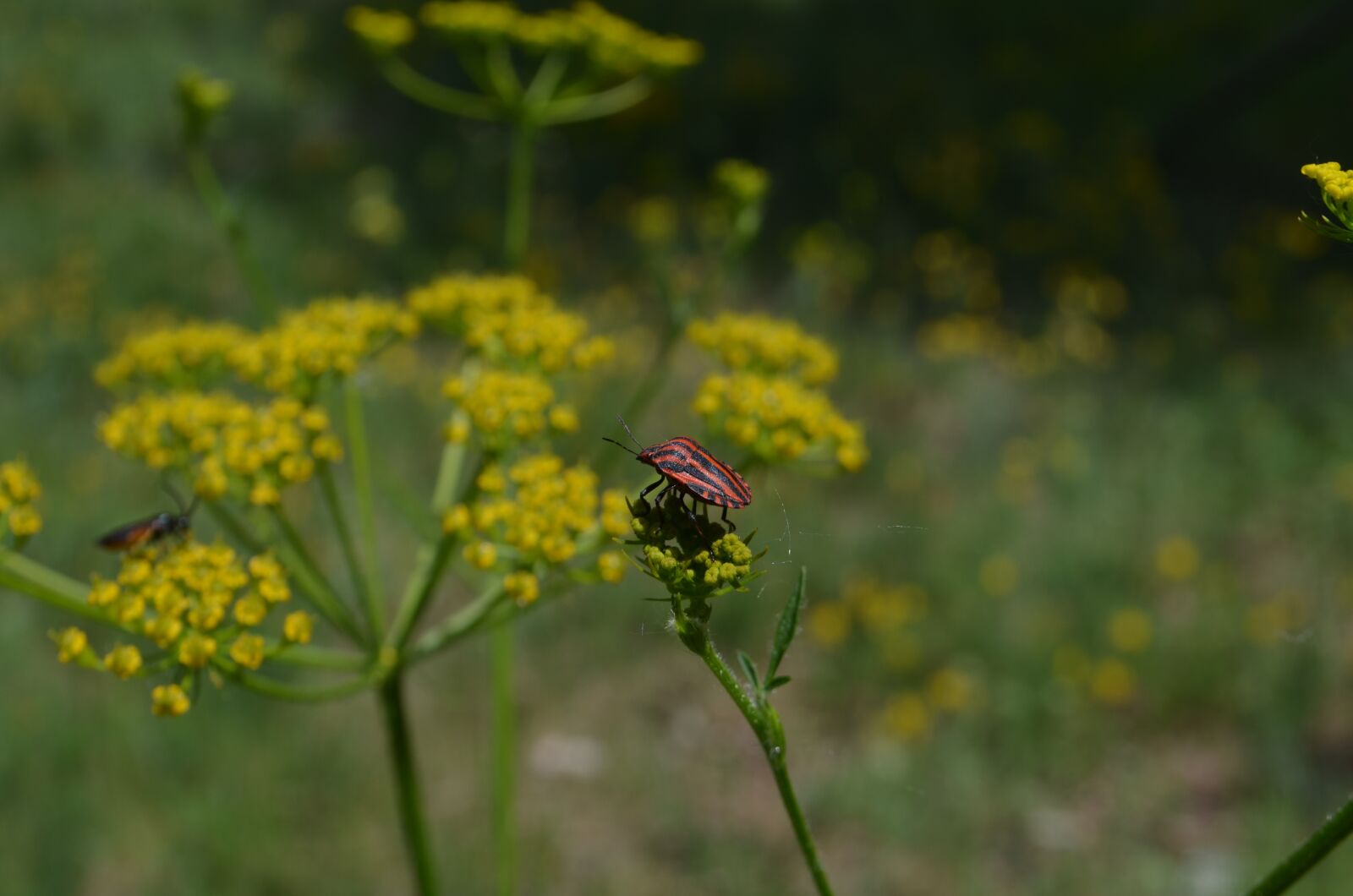 Nikon D5100 sample photo. Insect, nature, beautiful photography