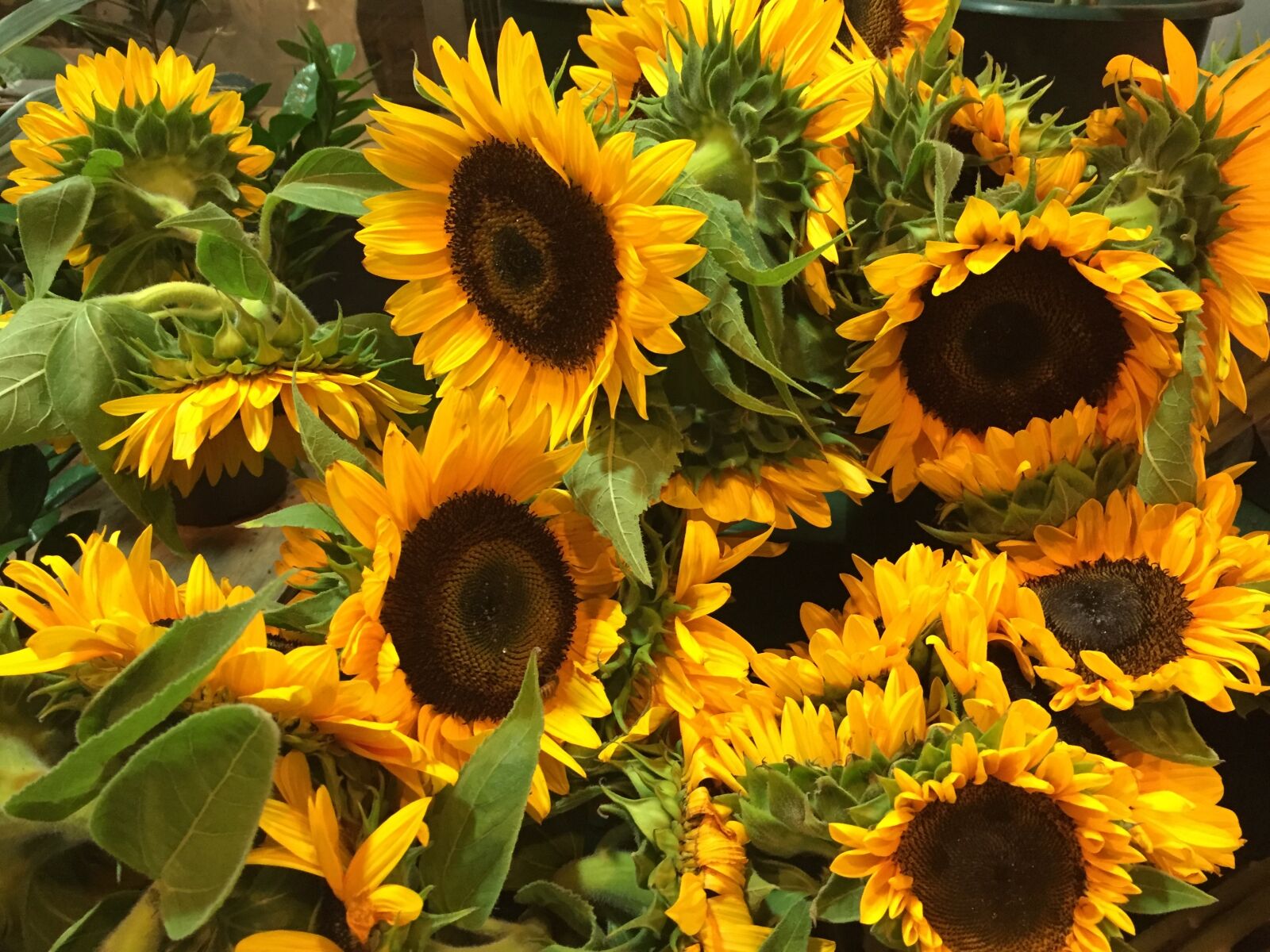 Apple iPhone 6 sample photo. Sunflowers, for sale, new photography
