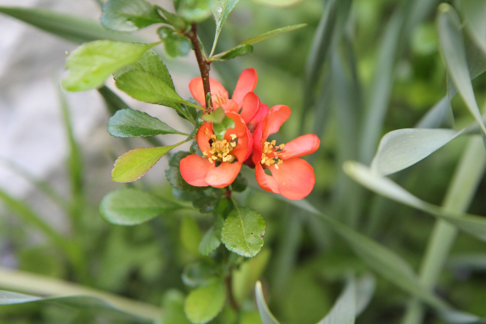 Canon EOS 600D (Rebel EOS T3i / EOS Kiss X5) sample photo. Apple japan, japan quince photography
