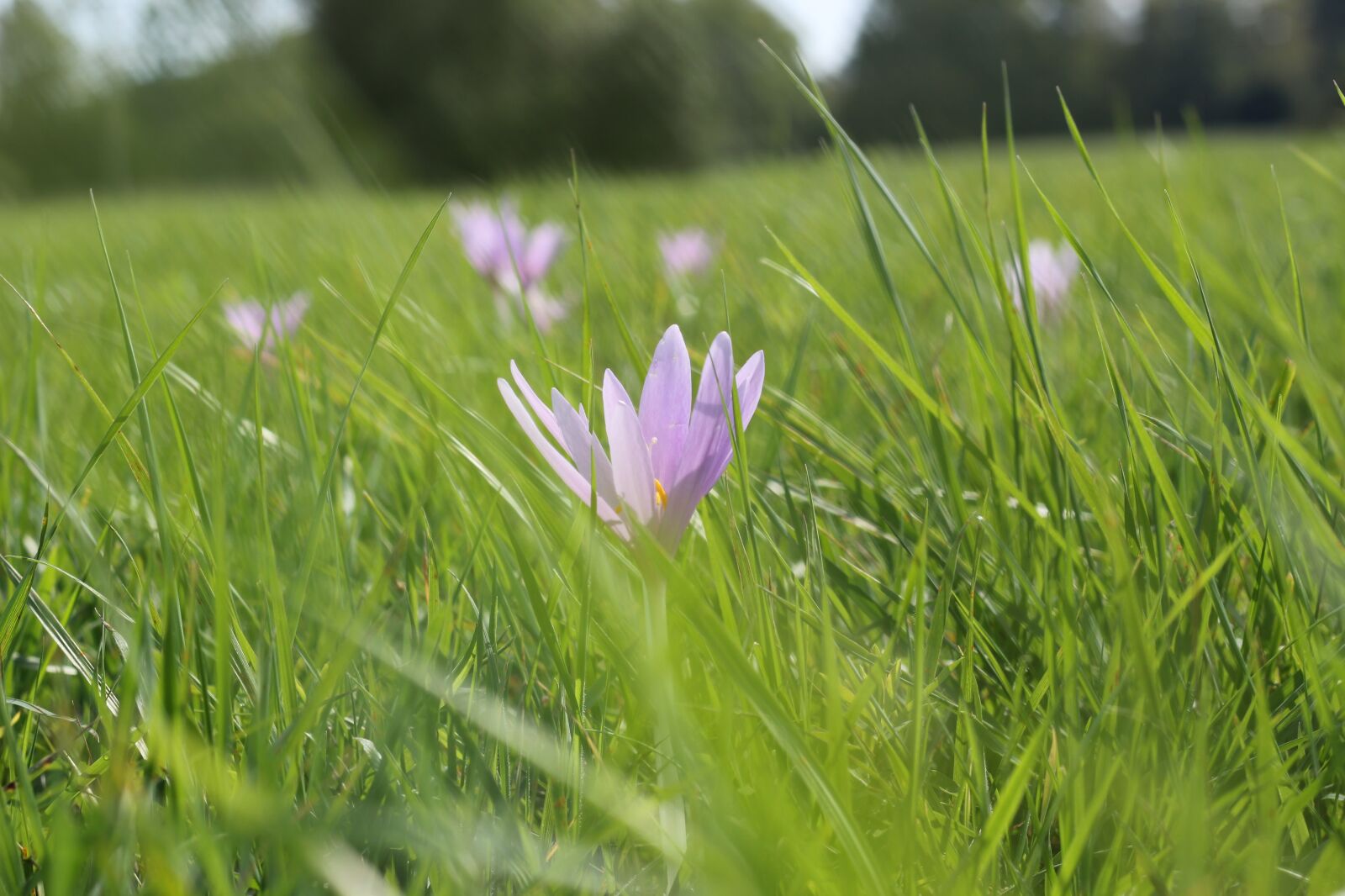 Canon EOS 550D (EOS Rebel T2i / EOS Kiss X4) sample photo. Meadow saffron, flower, grass photography
