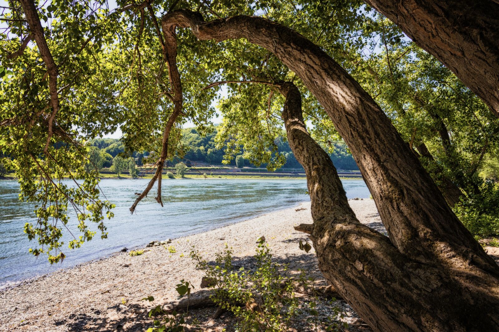 Nikon Z6 sample photo. River, bank, rhine photography