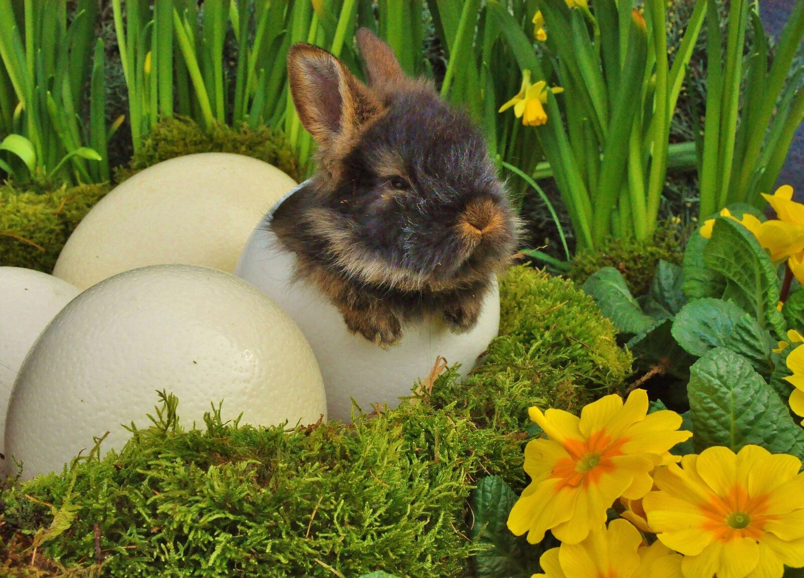 Nikon D5000 sample photo. Easter, easter bunny, rabbit photography