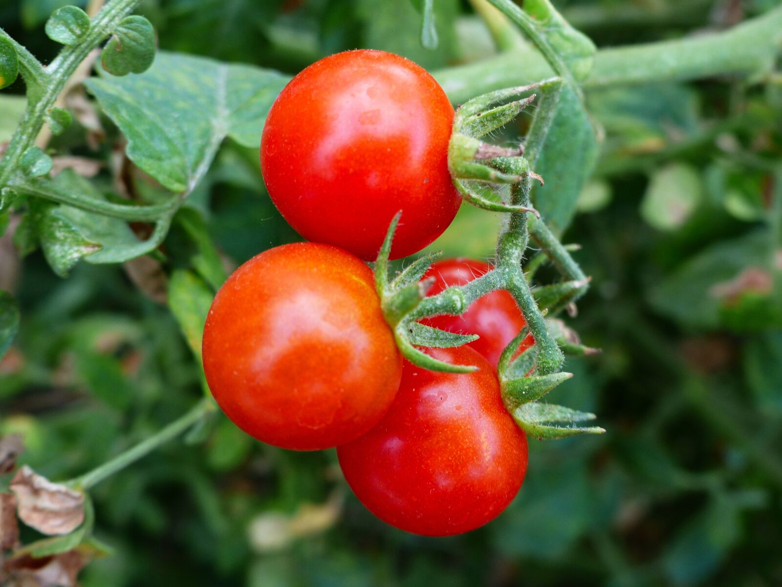 Panasonic Lumix DMC-FZ200 sample photo. Vegetable, tomatoes, fruit photography