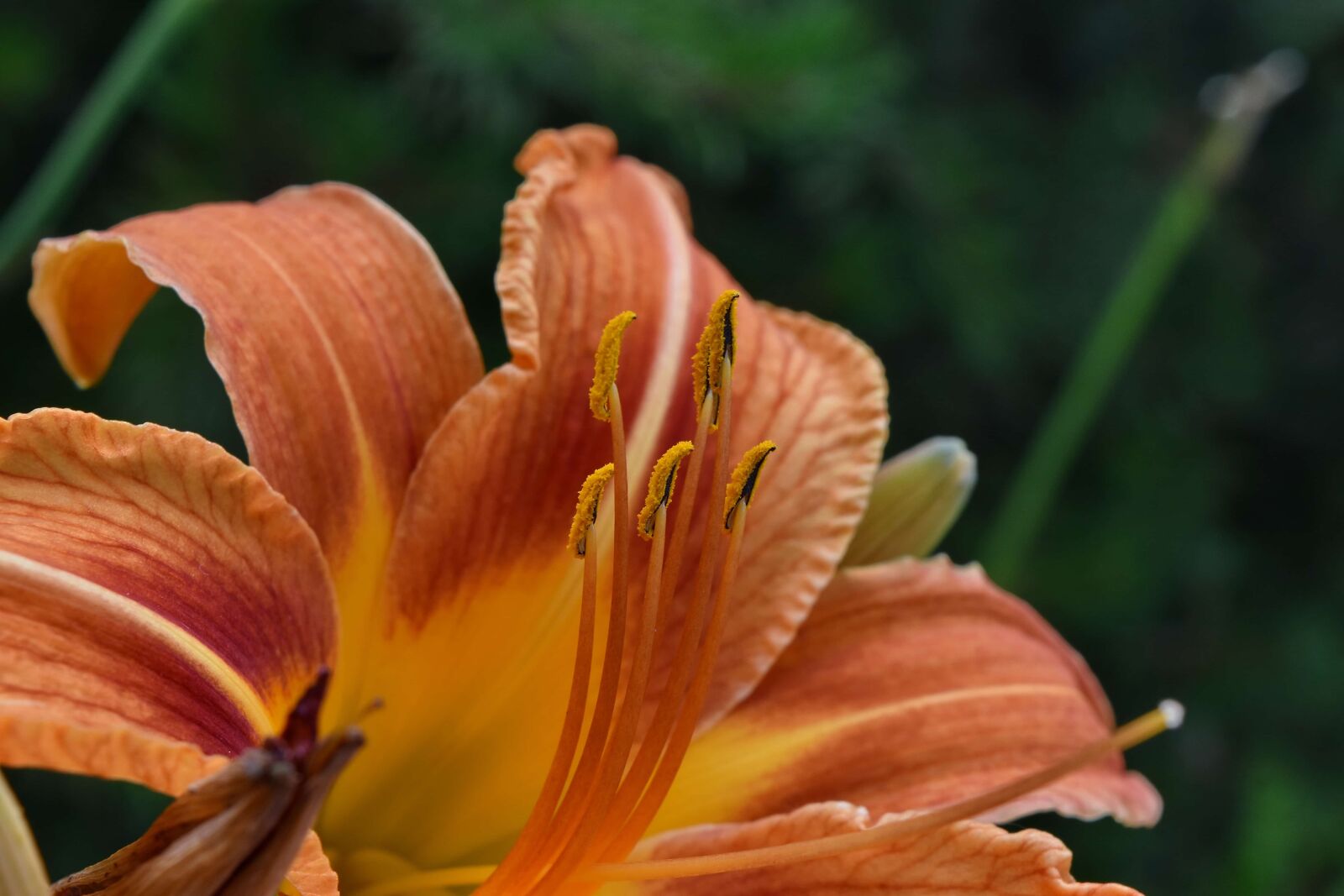 Nikon D5500 sample photo. Close-up, elegant, exotic, lily photography