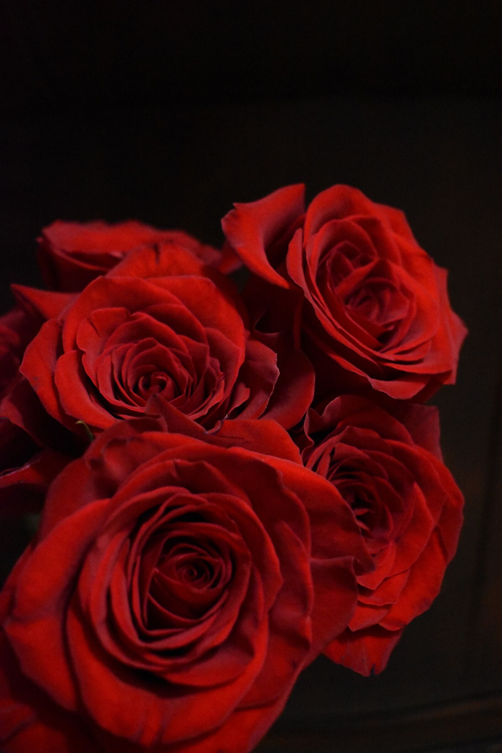 Nikon D3500 sample photo. Rose, red, petals photography