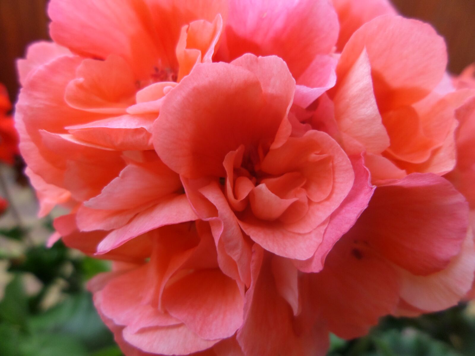 Samsung WB30F/WB31F/WB32F sample photo. Flower, blossom, bloom photography